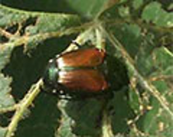 japanesebeetle