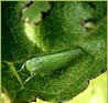 leafhoppers