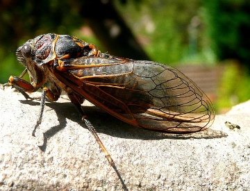 cicada