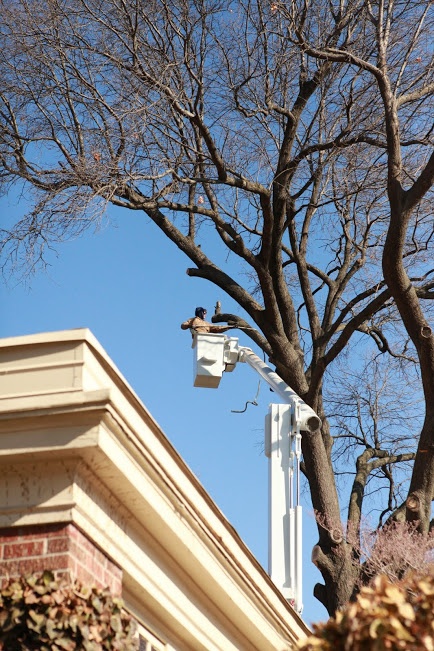 tree removal in kansas
