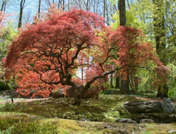 japanese_maple