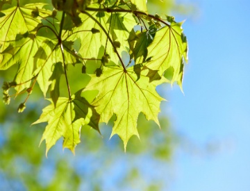 maple_tree