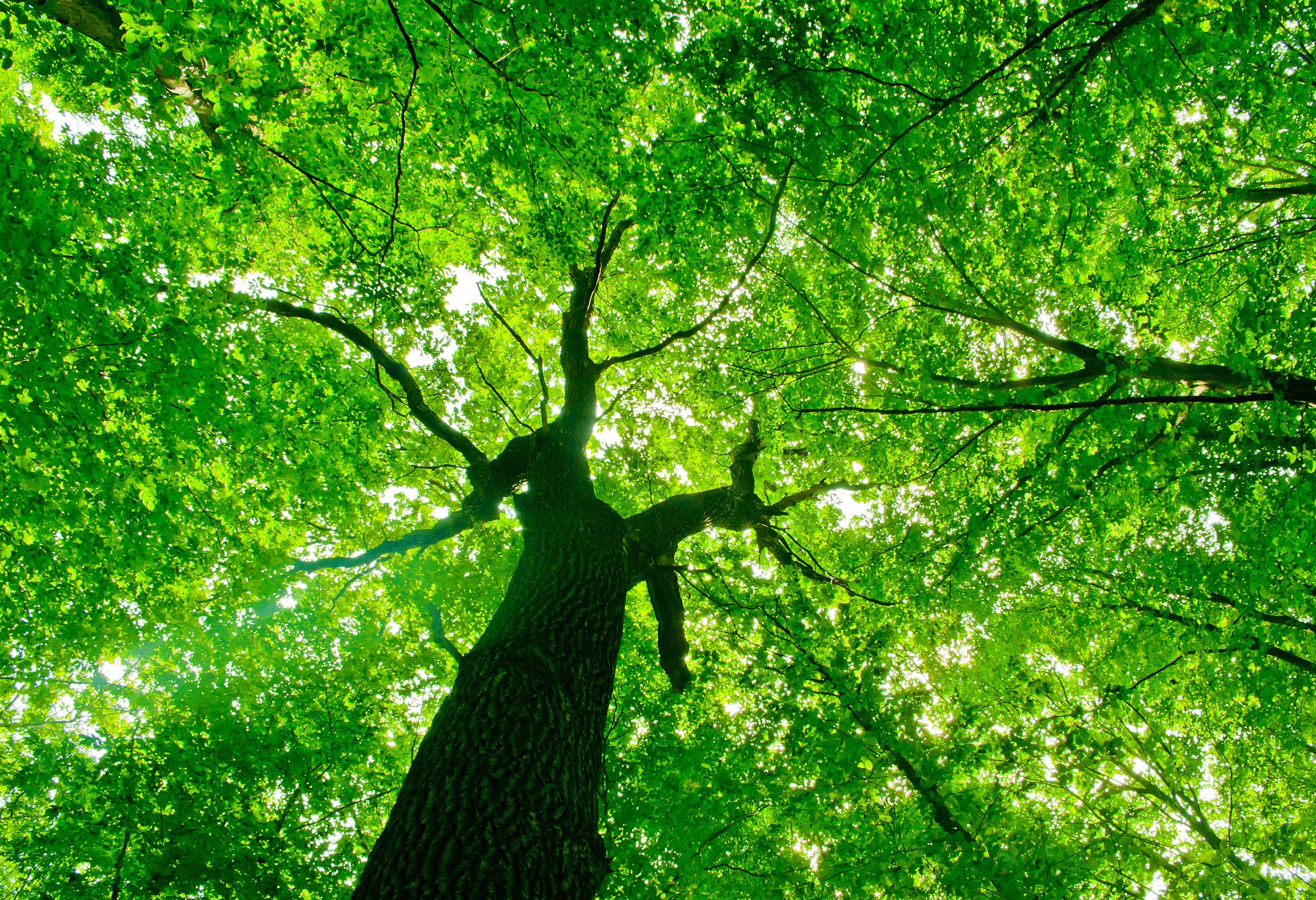 Beautiful tree canopy