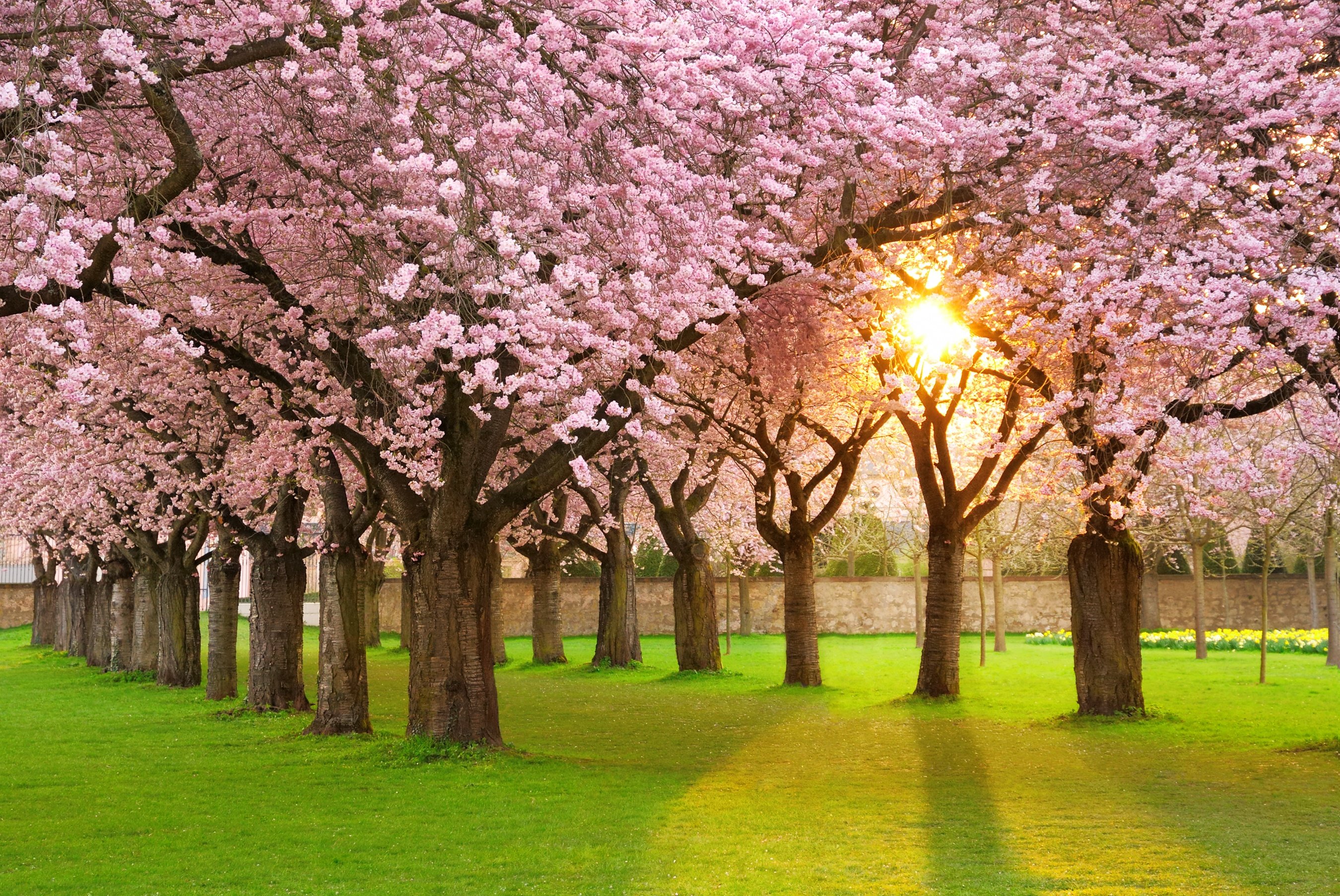 Spring tree trimming in kansas city