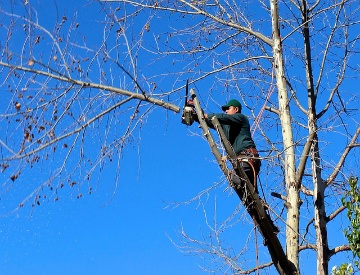 tree maintenance