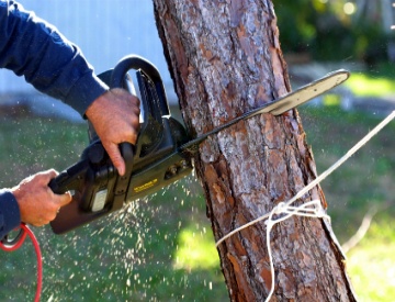 tree_removal-1